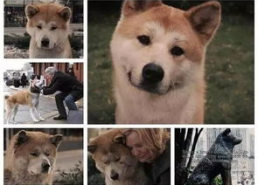 娱乐吃瓜酱怕狗大哥,揭秘“怕狗大哥”背后的故事