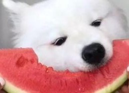 娱乐吃瓜酱萨摩耶