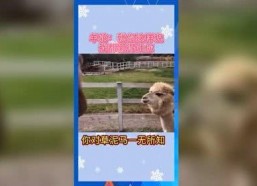 娱乐吃瓜用的音乐有哪些,轻松解锁八卦新姿势